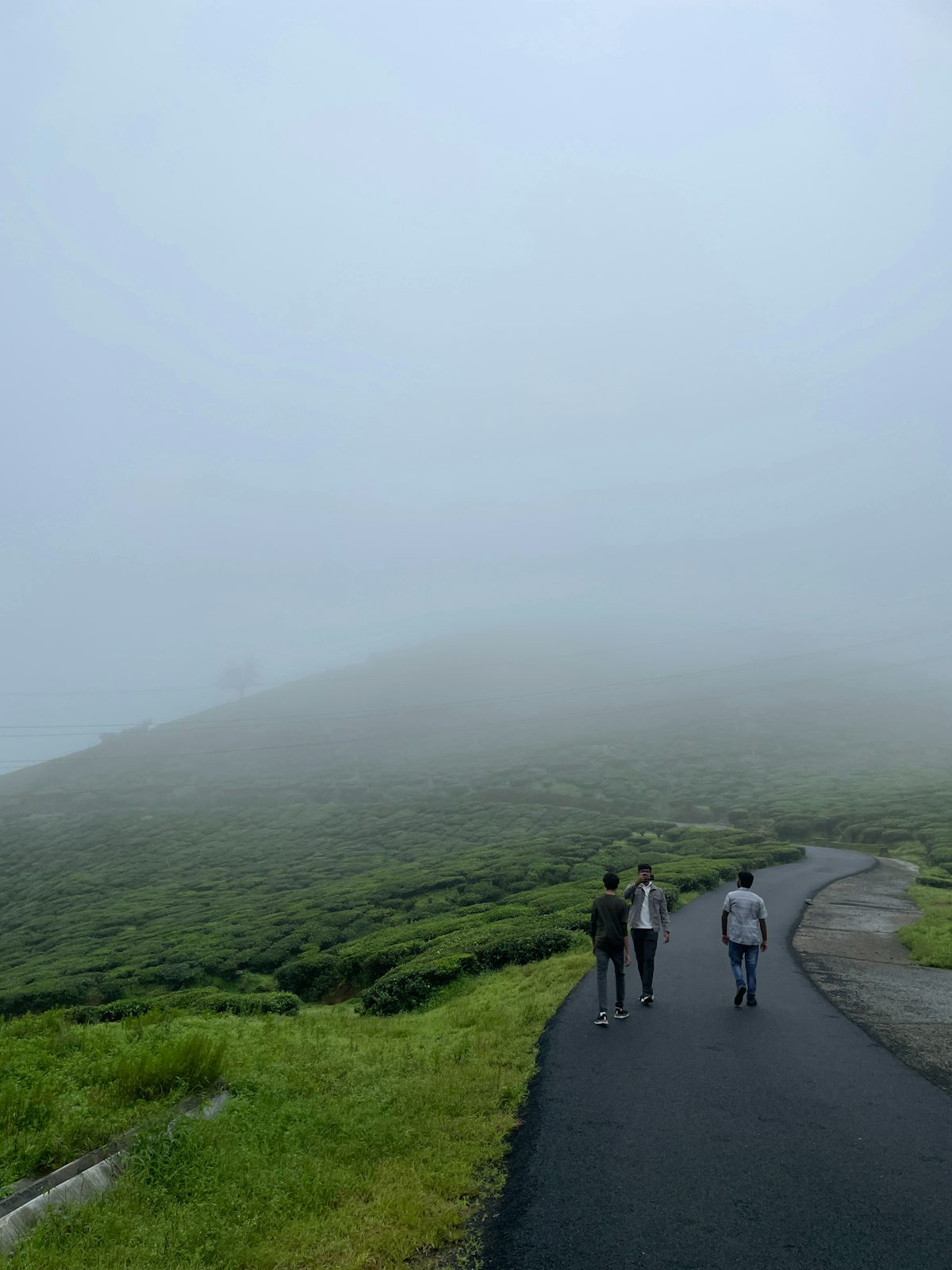 Tea garden trails, Valparai