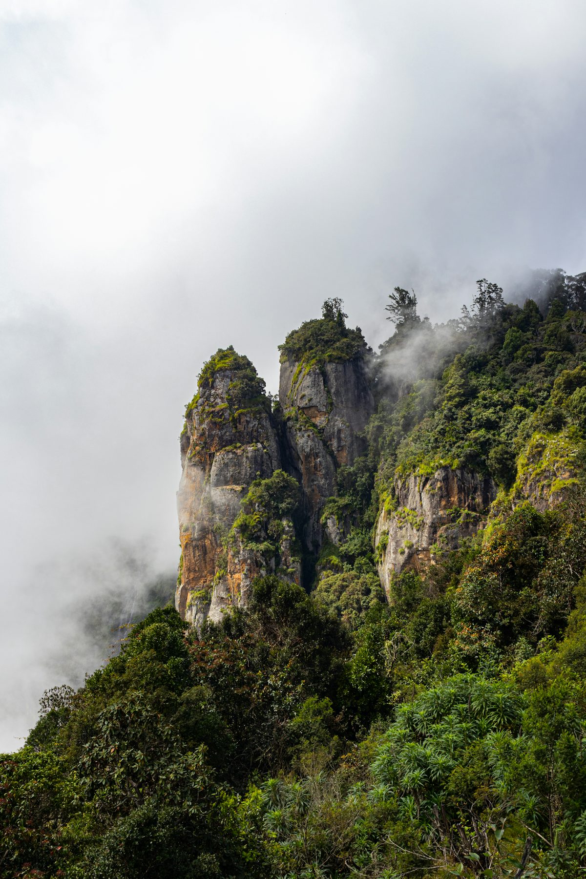 Pine forests, Kodaikanal