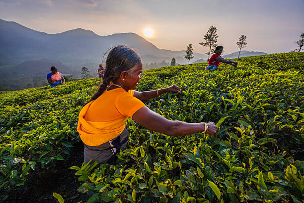 Munnar